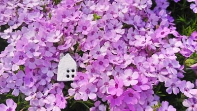 紫の花に埋もれた小さな白い家